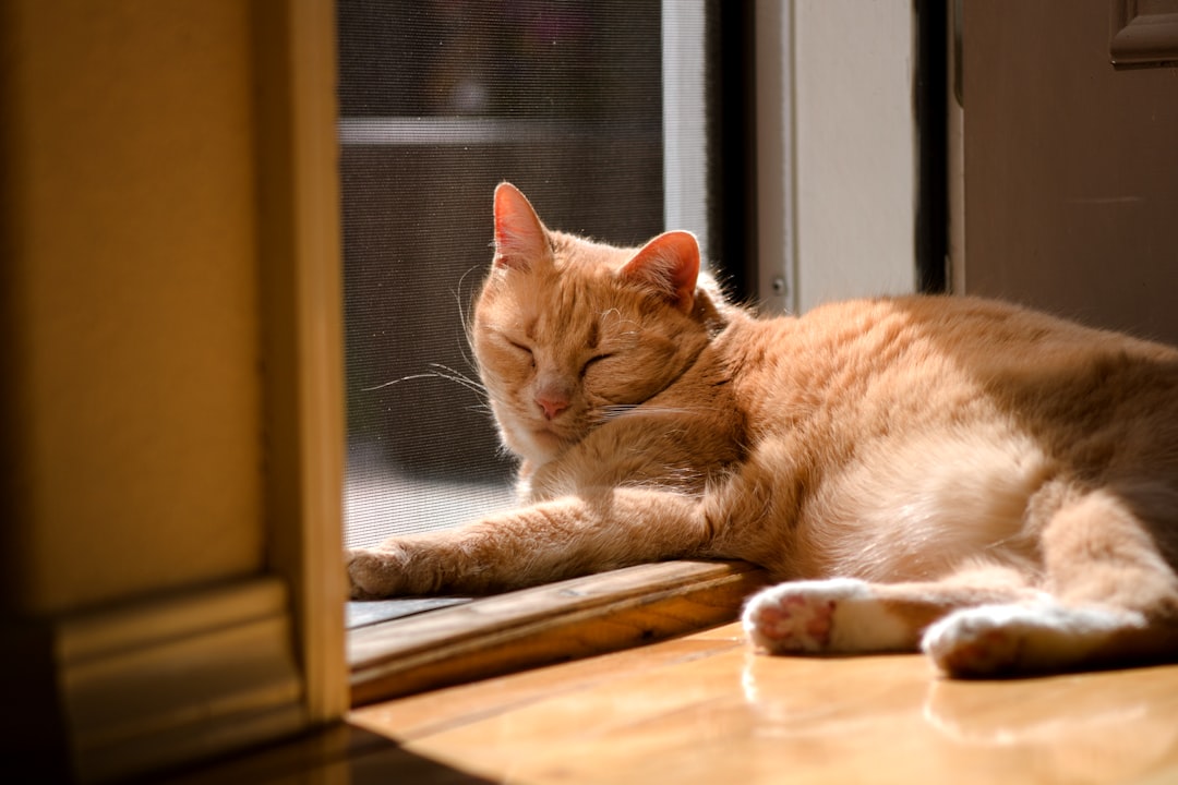 An older cat resting comfortably in the sun