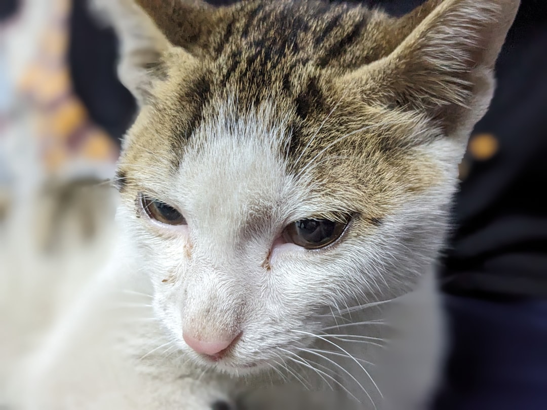 Abscesses from fight wounds are a common cause of sudden swelling