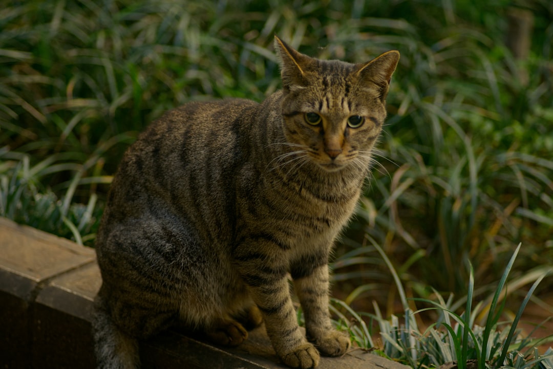 Cat Adoption in Chowchilla, CA: Appointments, Fees and Options