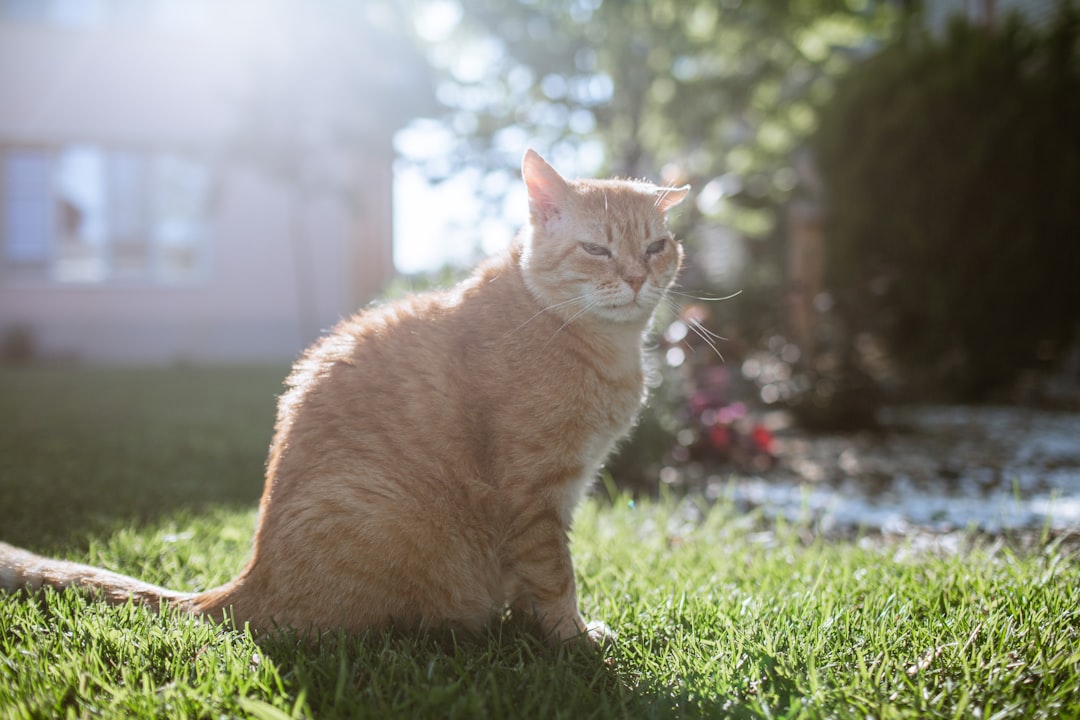 Cat Adoption in Coalinga, CA: Options on the West Side