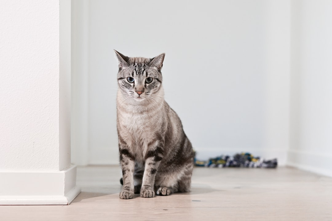 Cat Adoption in Delano, CA: City and County Options Compared