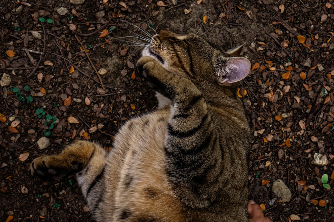 Cat Adoption in Dinuba, CA: Where to Look in Tulare County