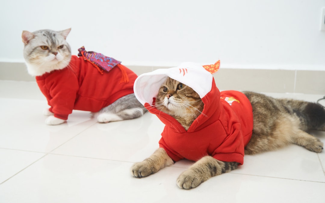 Cat Adoption Events in Fresno and the Central Valley