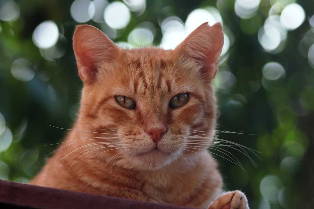 Cat Adoption in Hanford, CA: Kings County Shelters and Fees