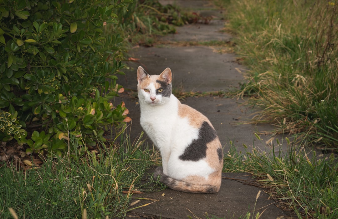 Cat Adoption in Kingsburg, CA: Two Counties, Two Options