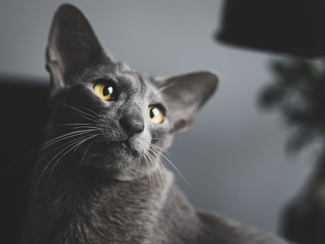 Cat Adoption in Los Banos, CA: Local Shelters and Fees