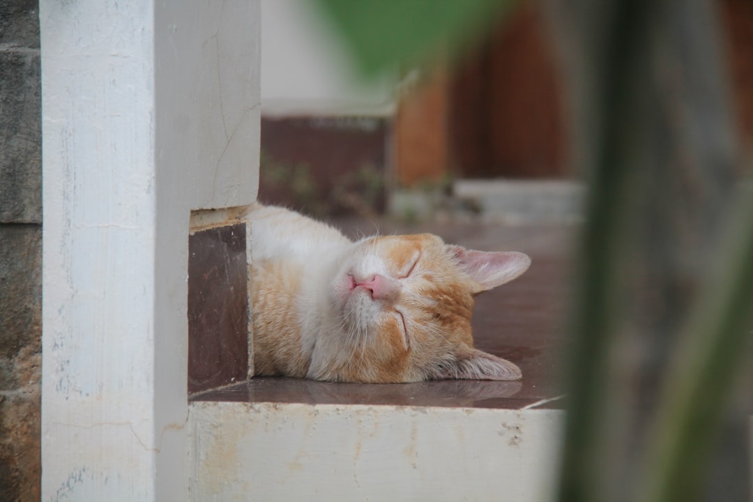 Cat Adoption in Porterville, CA: Local Shelter Hours and Options