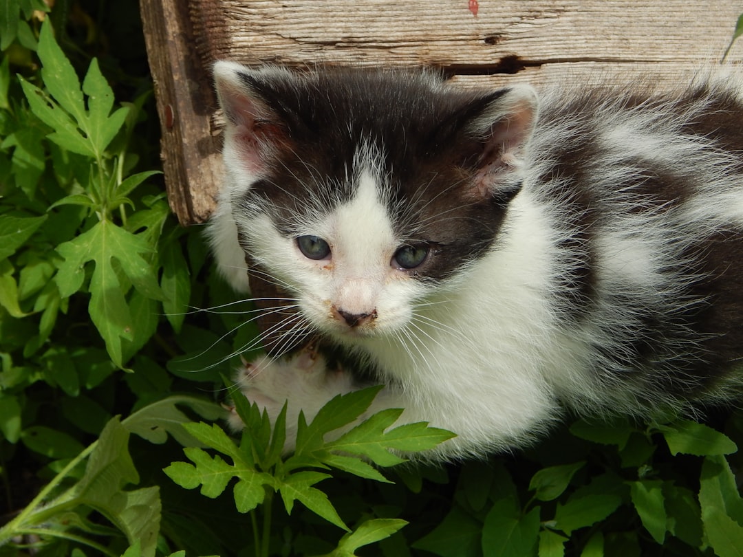 Cat Adoption in Reedley, CA: Shelters, Strays and Getting Started