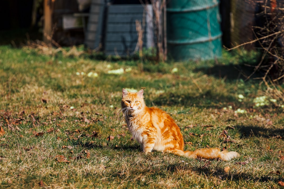 Cat Adoption in Sanger, CA: Where to Look and What to Know