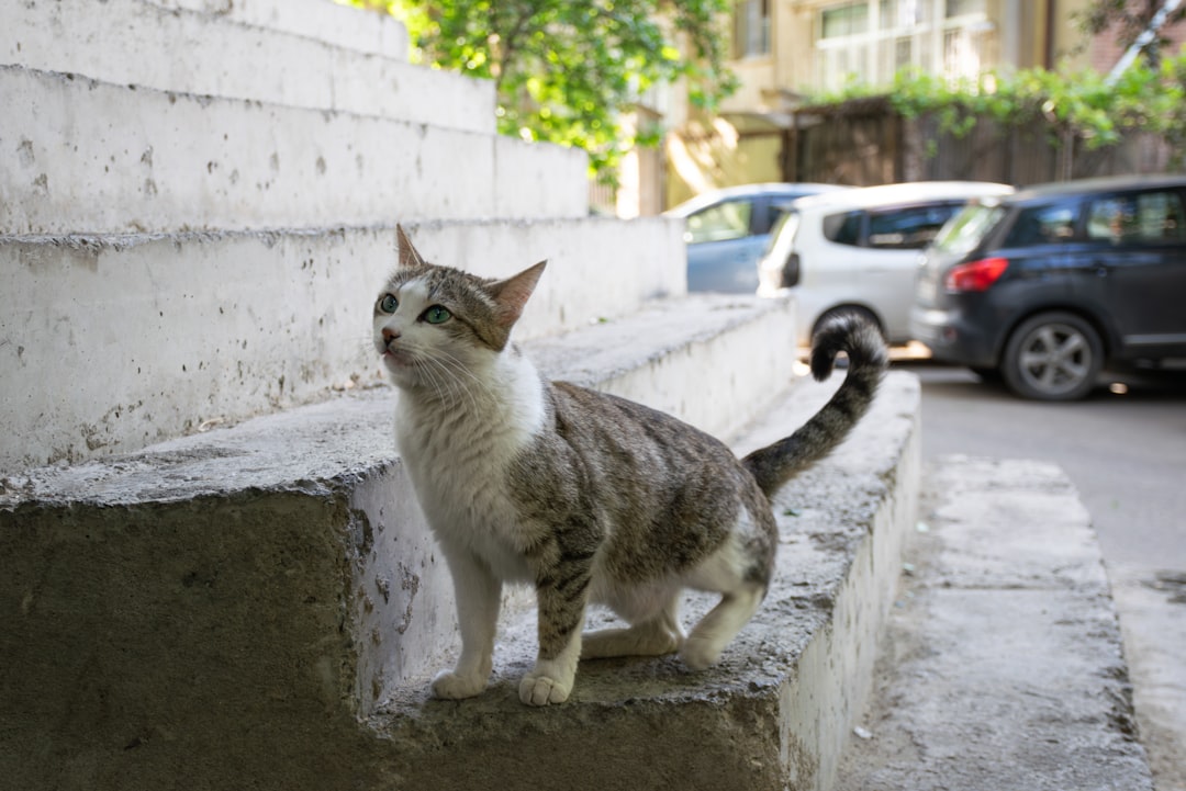 Cat Adoption in Selma, CA: Local Services and Where to Adopt