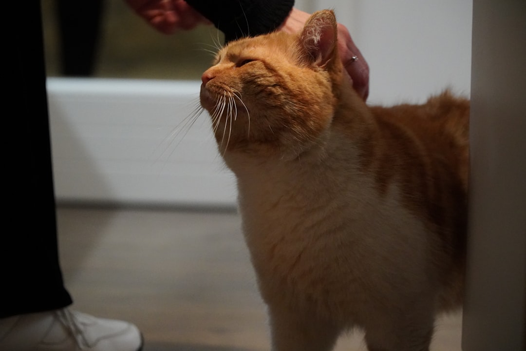 A cat settling again after its owner returns