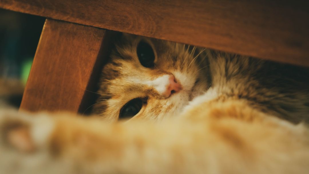 Ambushing ankles is unspent hunting behaviour