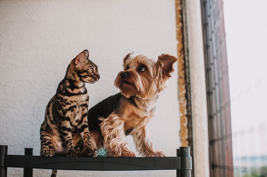 Introducing a Cat and a Dog: A Step-by-Step Guide