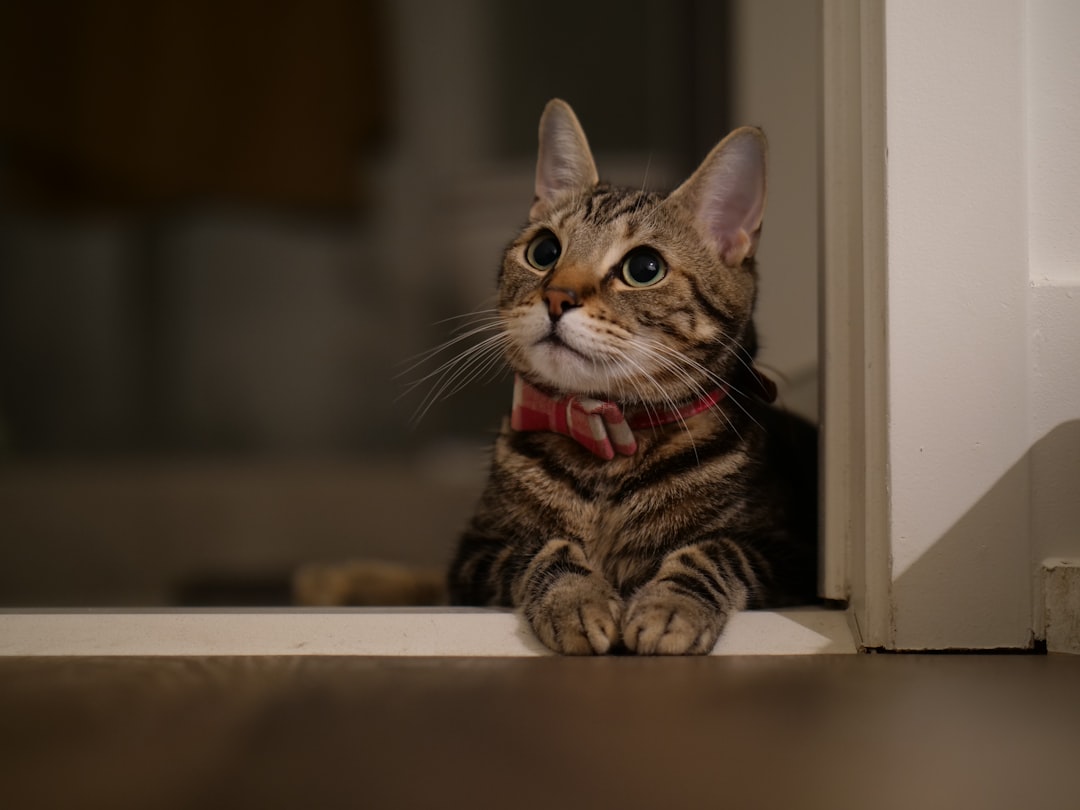 Blocking a doorway is how cats compete without fighting