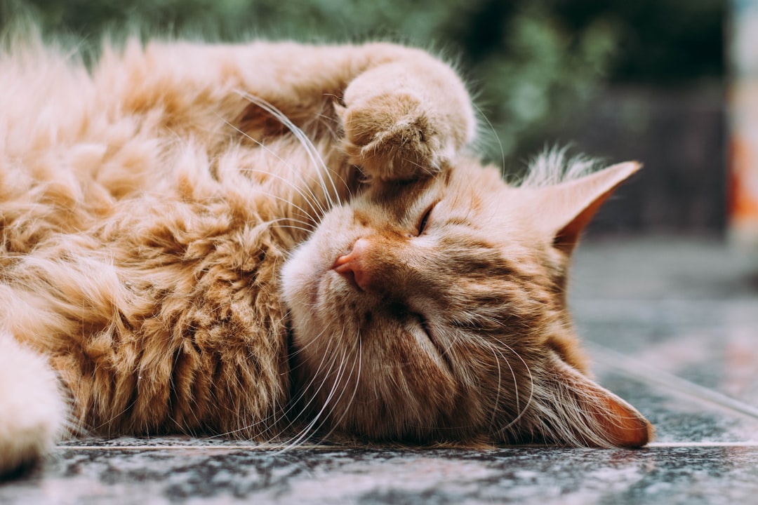 A cat resting, illustrating breathing difficulty as an emergency warning sign