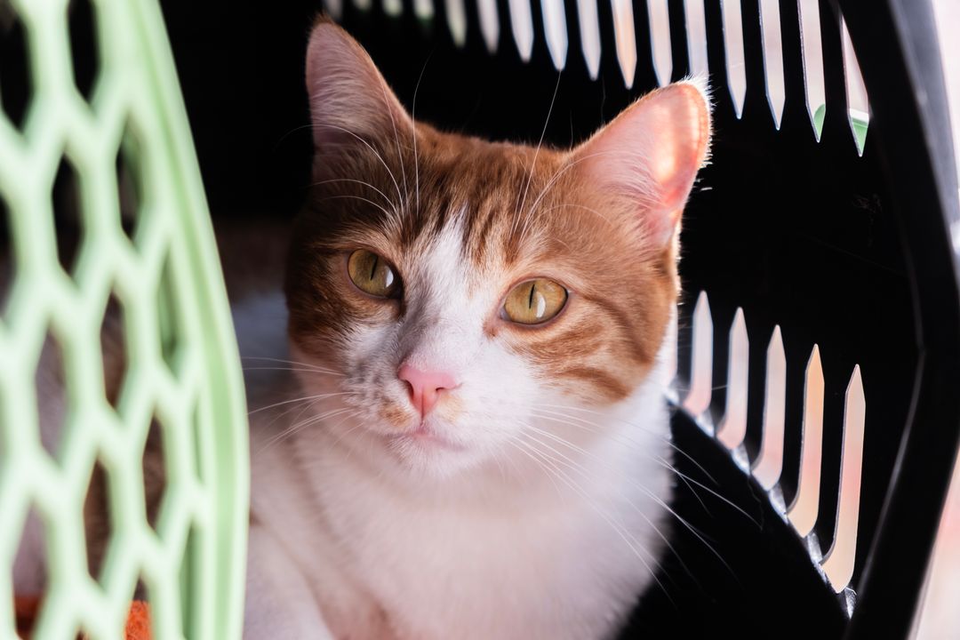 Carrier Training: How to Stop Dreading Every Vet Visit