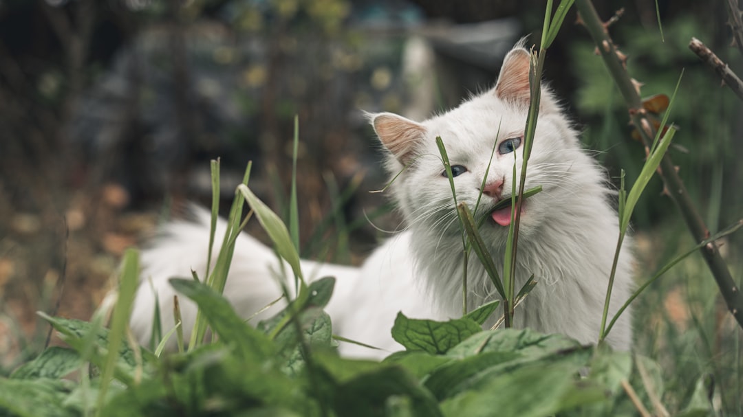 A cat chewing plant leaves, a common and sometimes dangerous habit