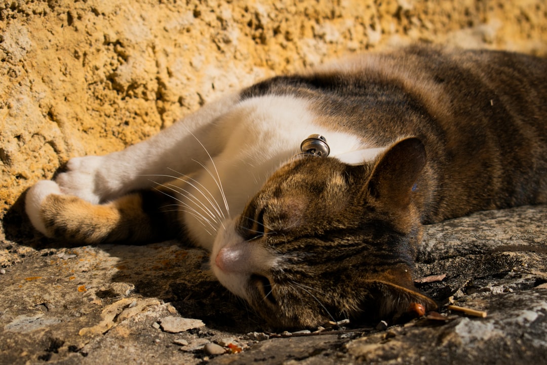 A collar-based deterrent, one partial measure for reducing predation