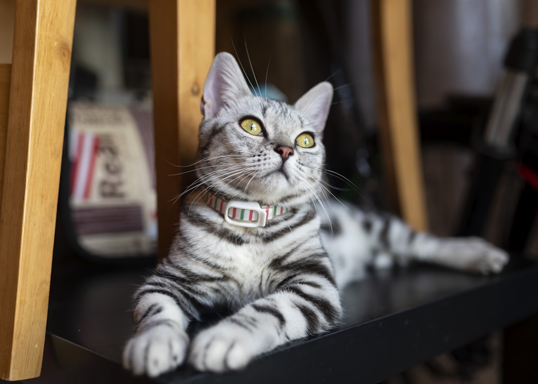 A collar tag, which complements rather than replaces a microchip