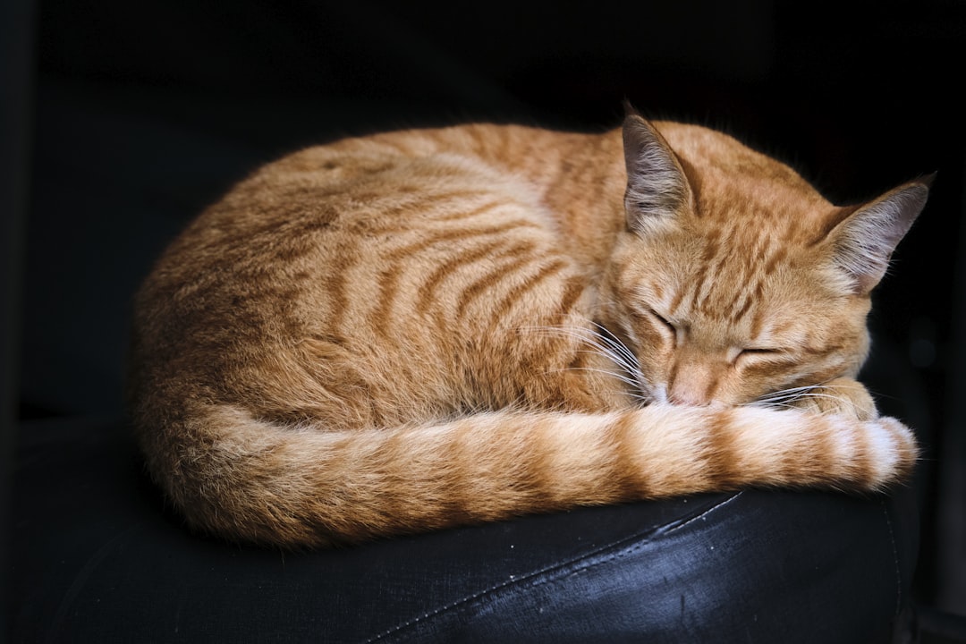 A comfortable cat after successful treatment