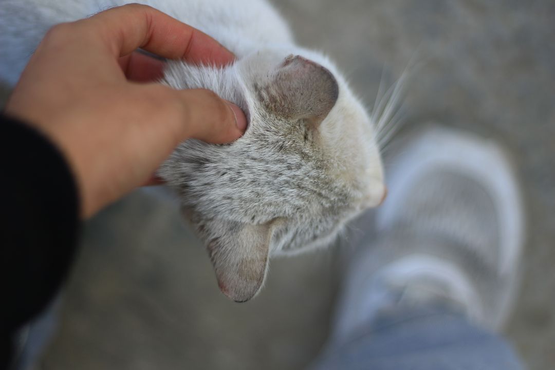 A cat comfortable with routine handling and health care