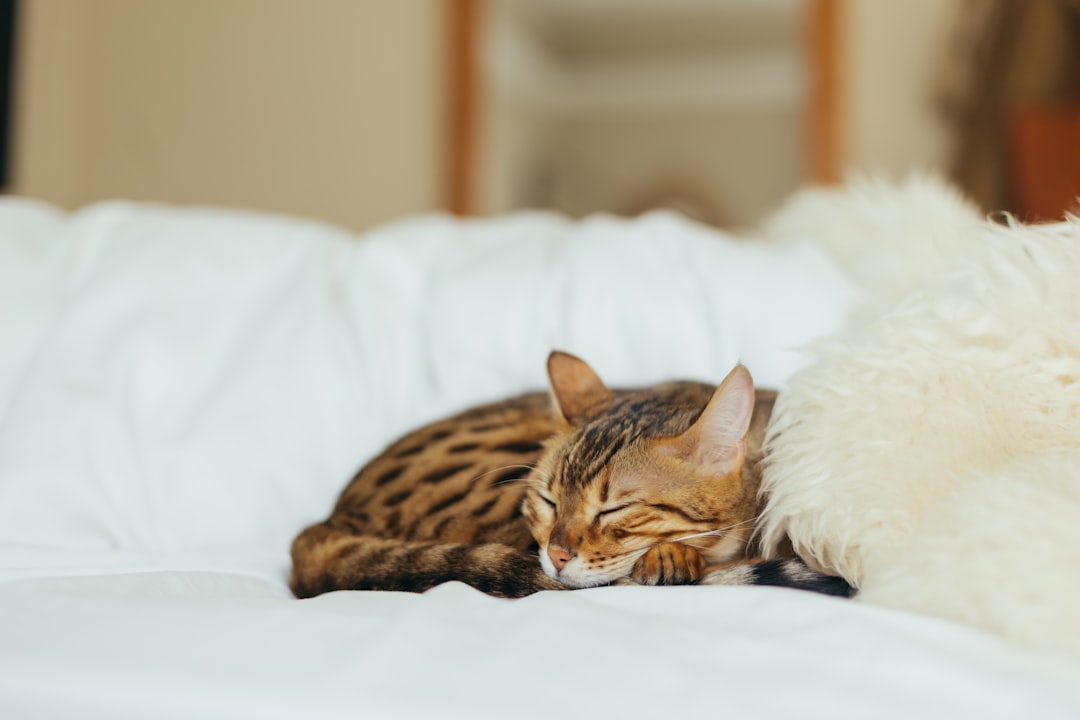 A comfortable cat with a healthy coat after treatment