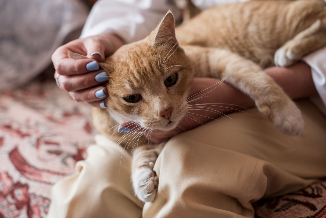 A cat comfortable staying in the room with people present