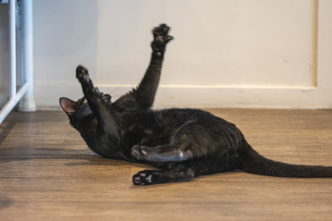 A short successful session leaves the cat settled