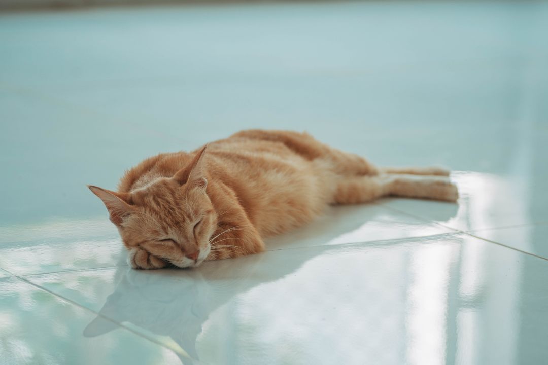 A cat cooling off on shaded ground during a heatwave
