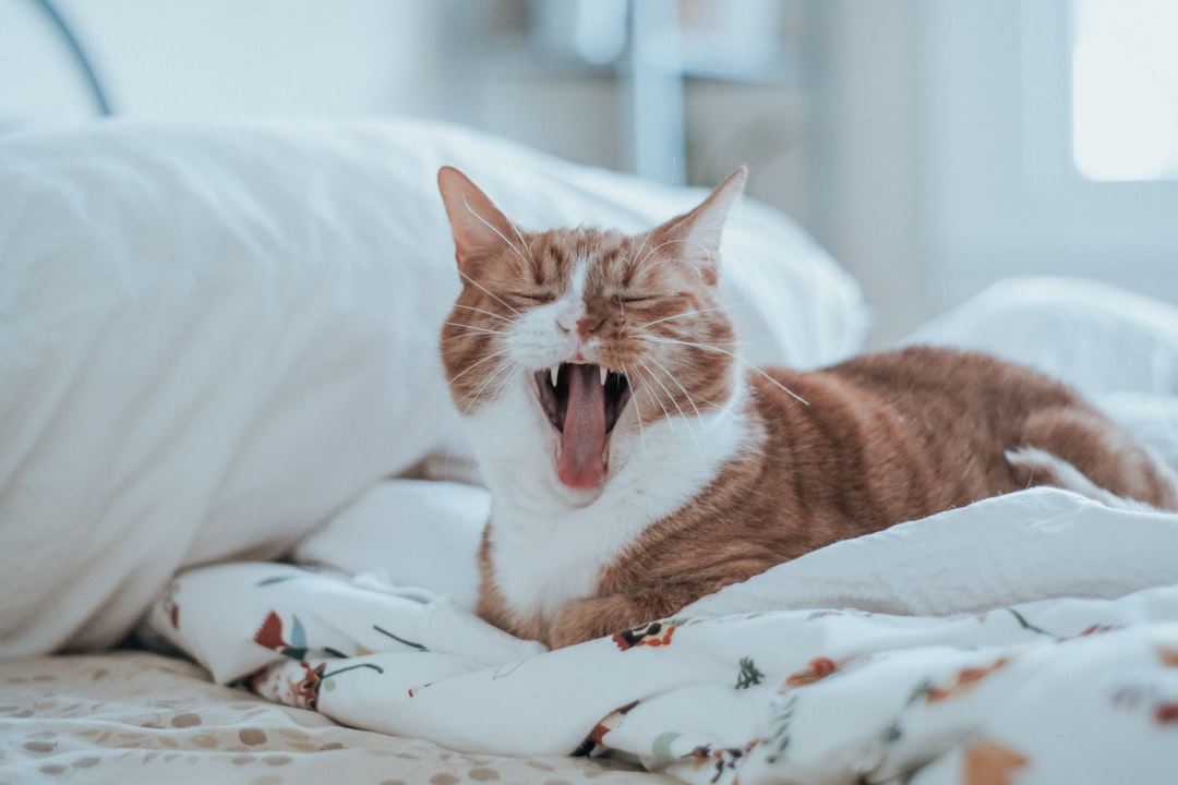 The characteristic asthma cough posture, often mistaken for a hairball