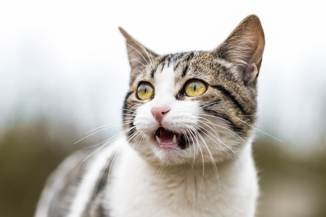 Respiratory signs in cats are often mistaken for asthma