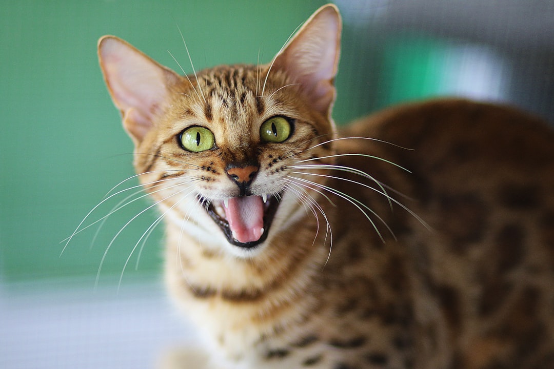 A veterinary dental check, relevant to the dry food and teeth debate