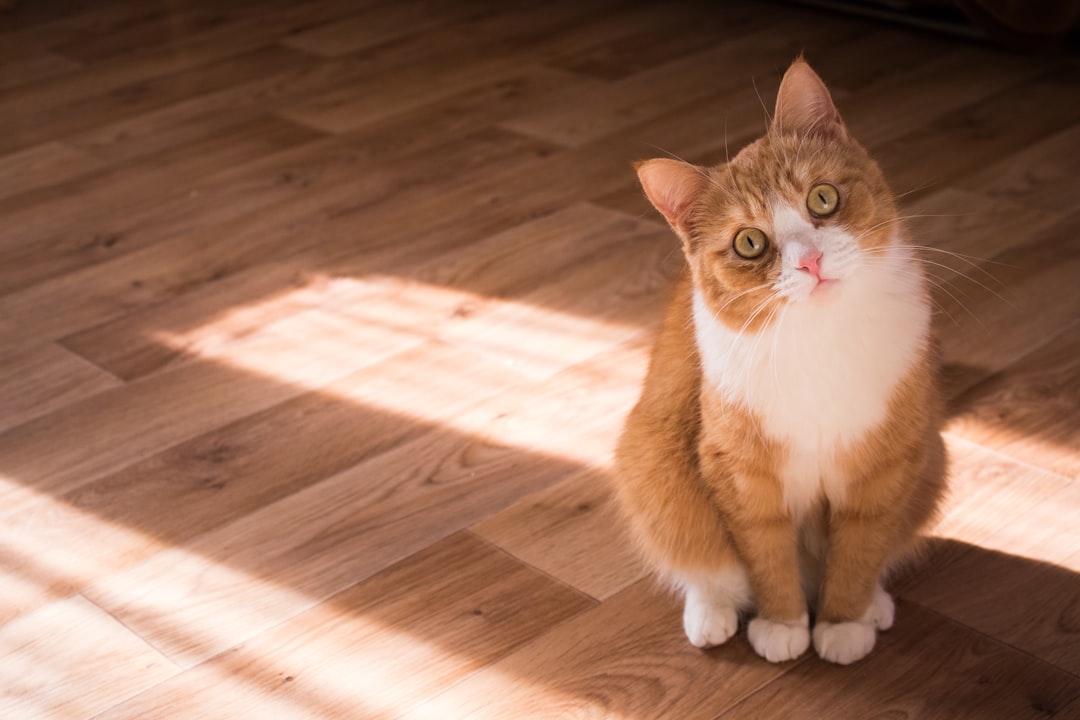 A cat presence deters rodents as much as hunting removes them