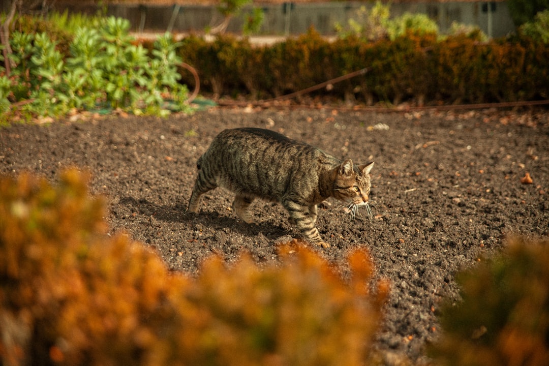 A cat digging in a garden bed, one of the most common complaints