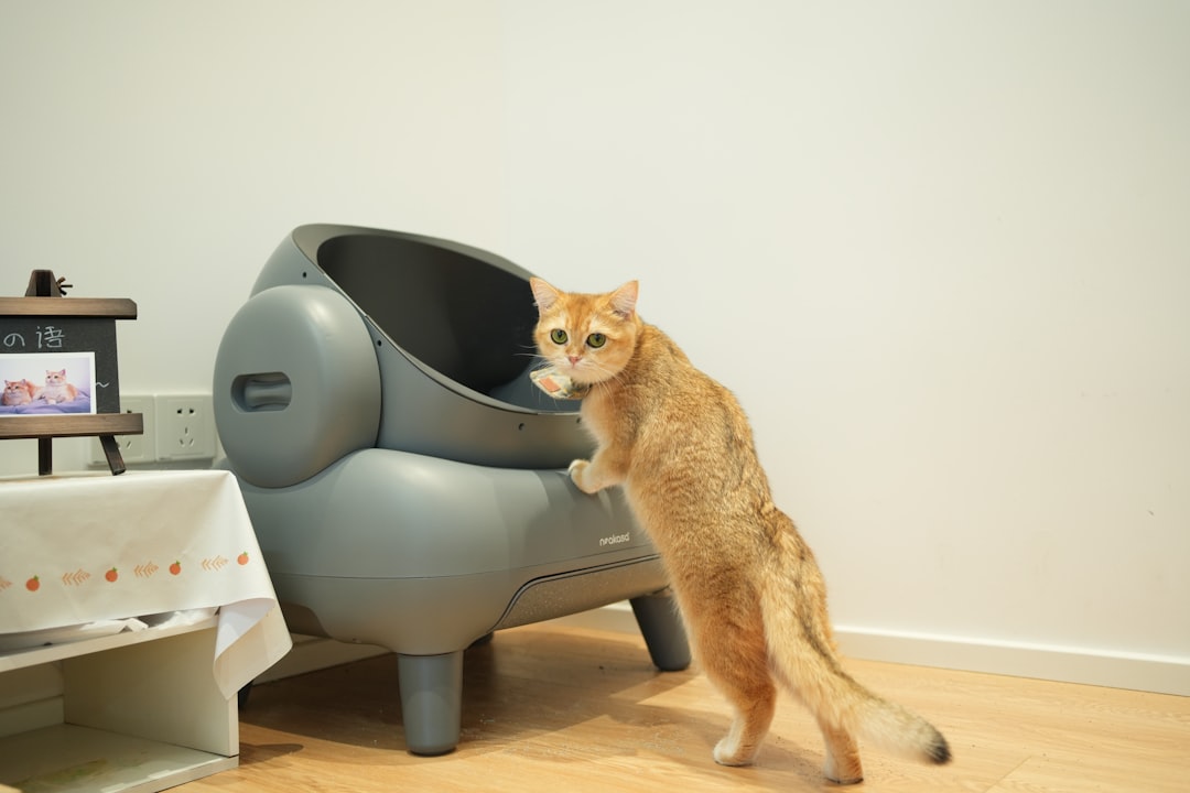 A cat digging in its litter, showing substrate preference