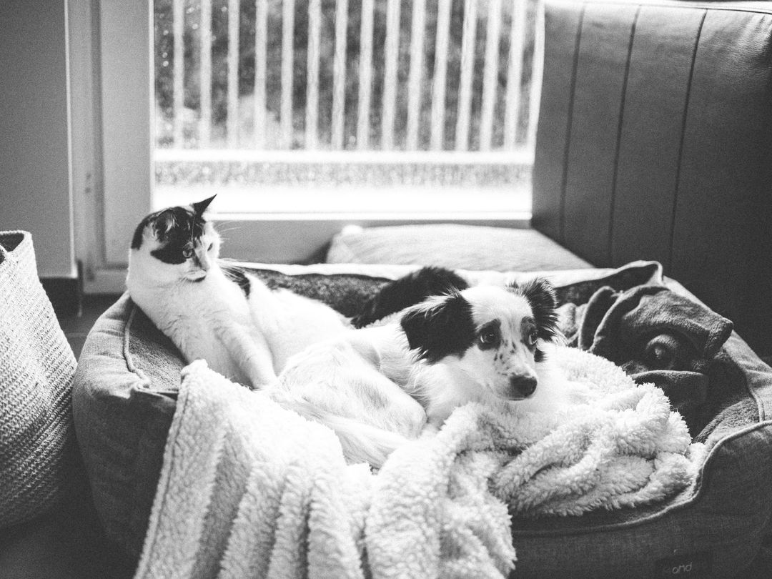 A settled cat and dog sharing a room comfortably