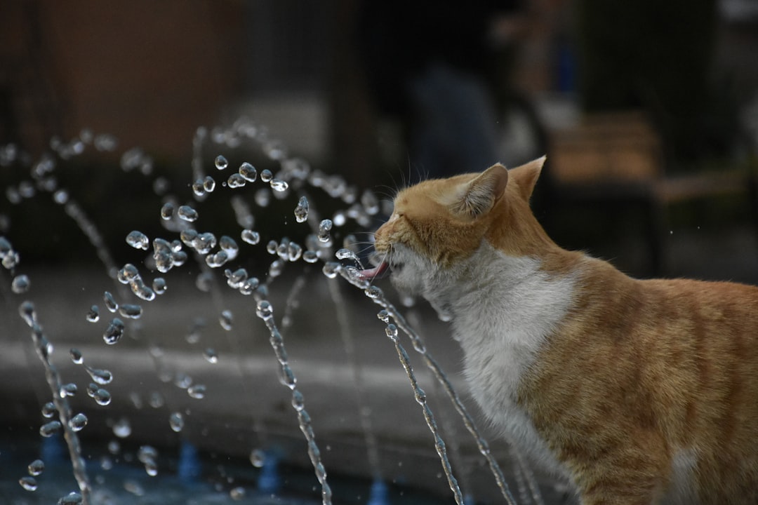 A cat drinking water, supplementing the moisture in its diet