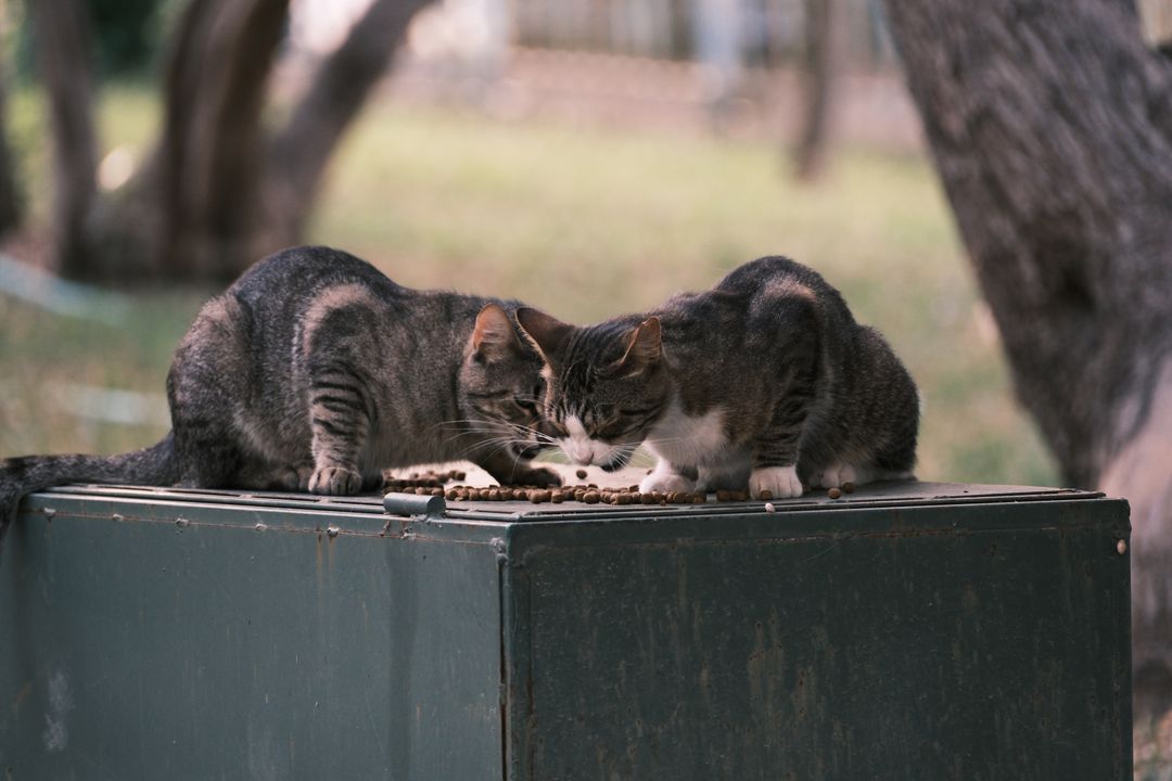 A cat eating normally again after recovery