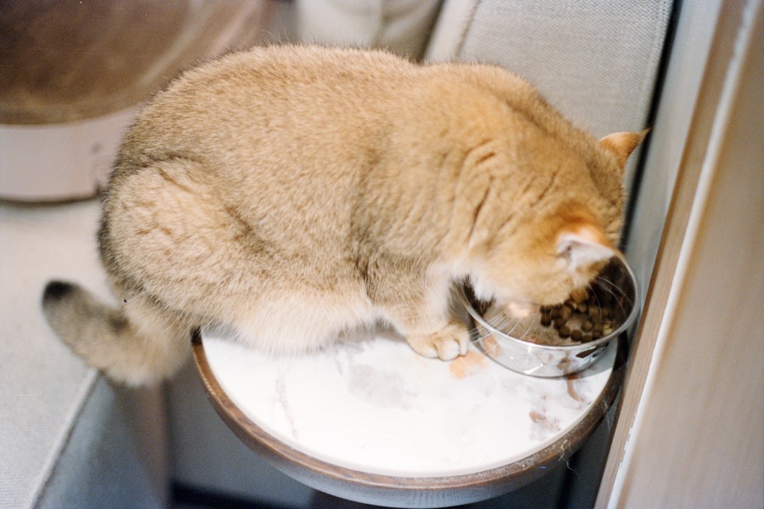 Eating too fast causes regurgitation rather than true vomiting