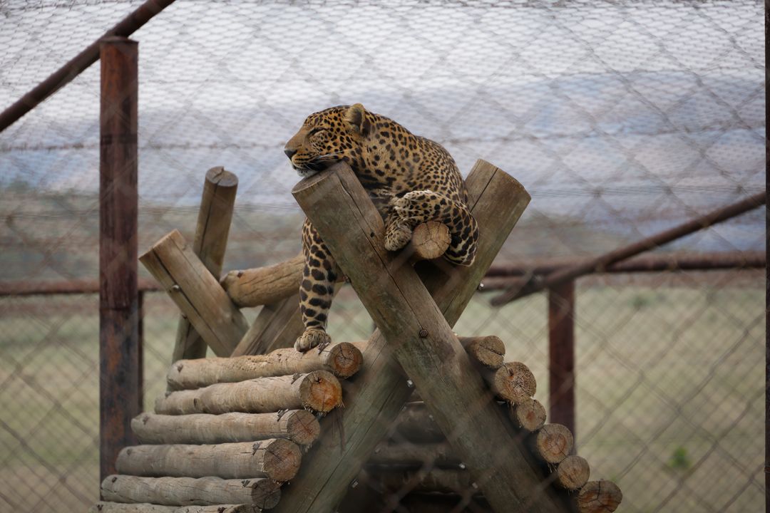A cat settled comfortably in its catio