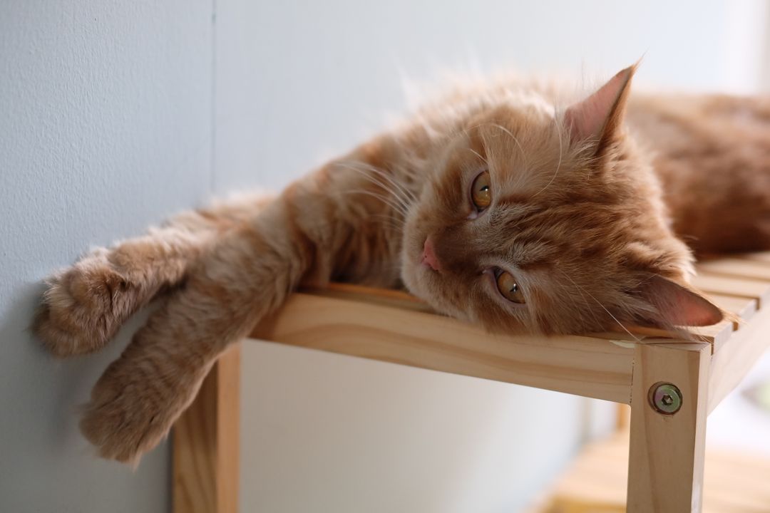 Vertical escape routes are essential for a cat living with a dog