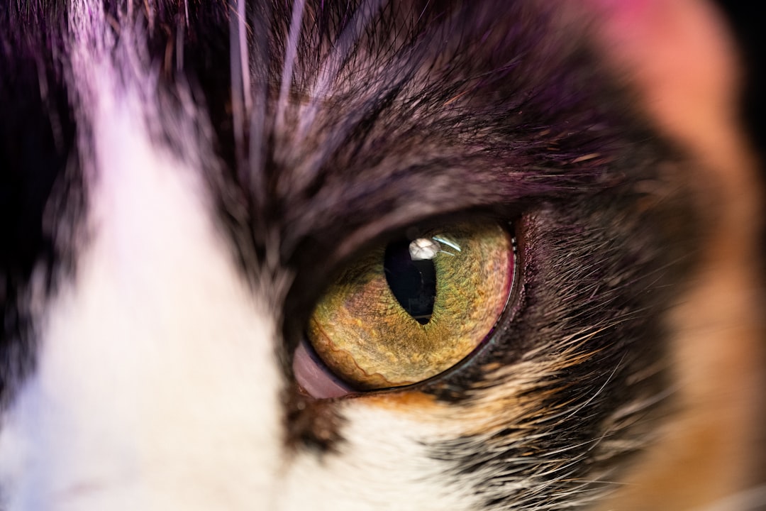 Shooting at the cat eye level rather than from above