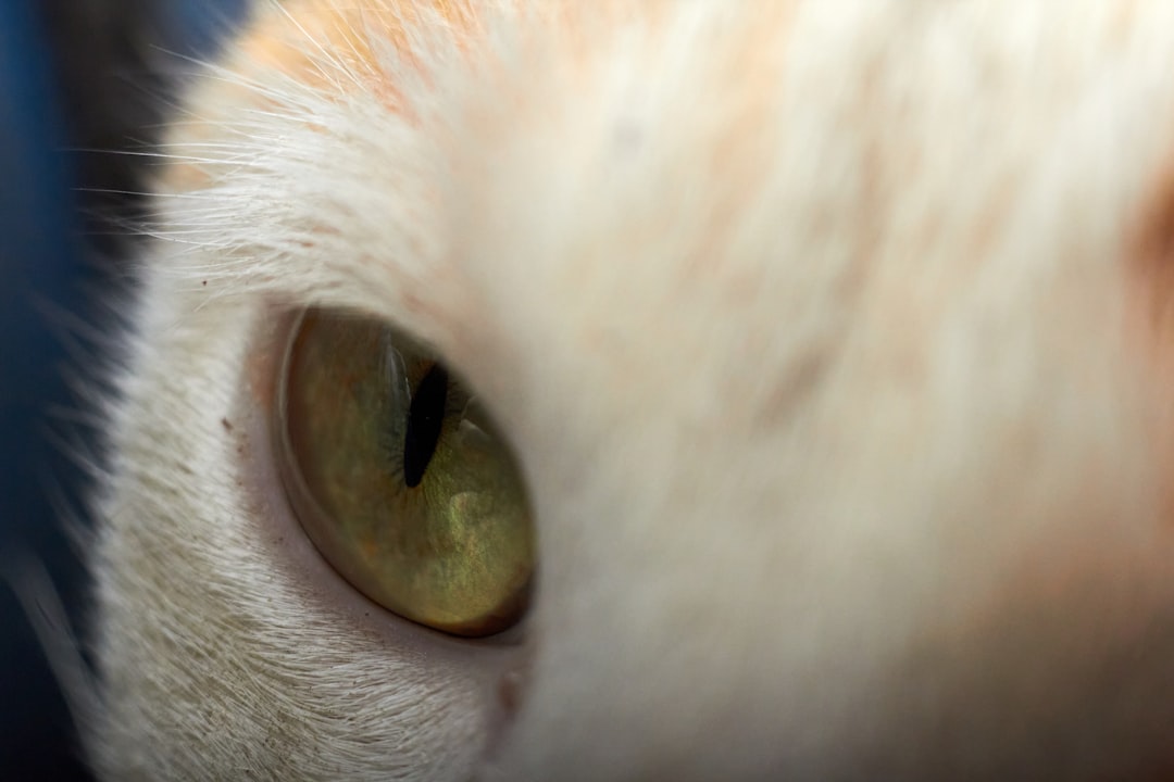 A close view of a healthy cat eye