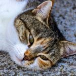 A cat with watery eyes showing signs of upper respiratory infection