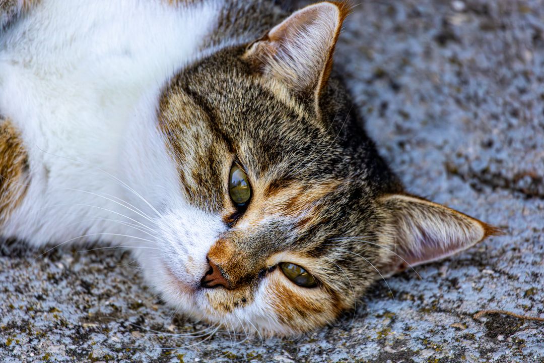 A cat with watery eyes showing signs of upper respiratory infection