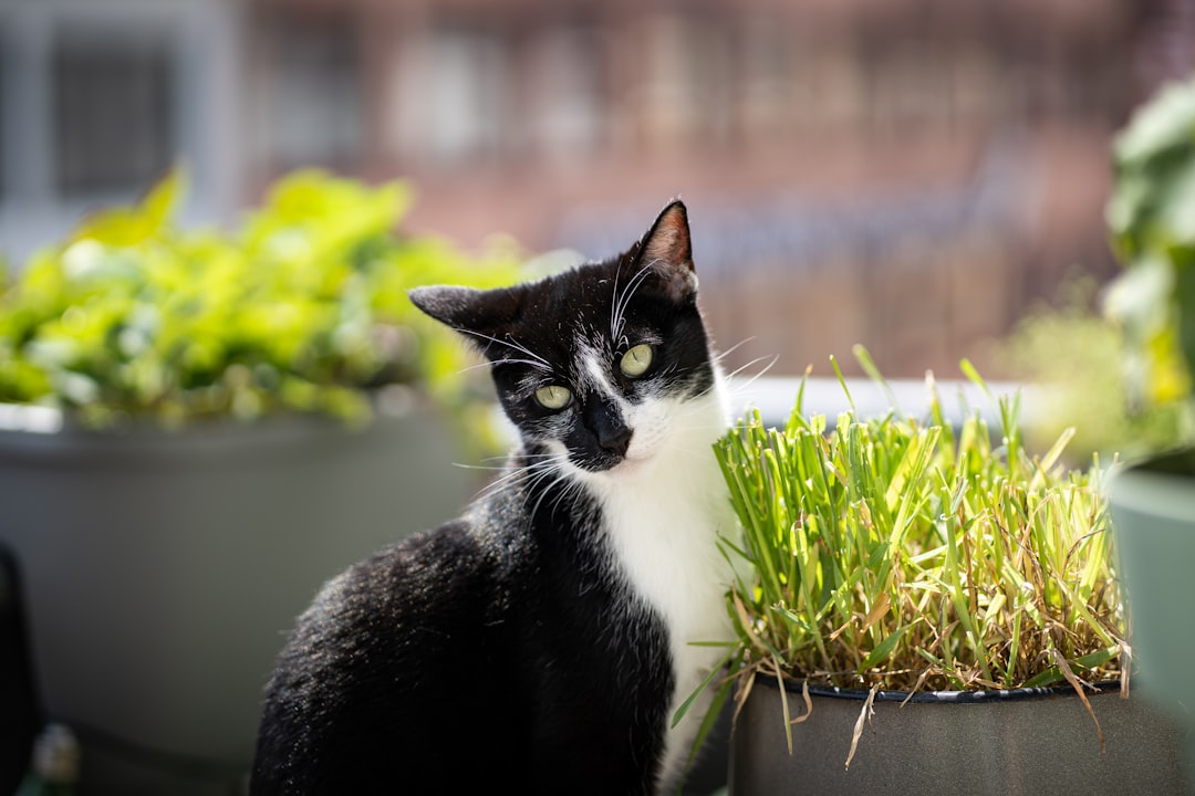 Cat grass provides a safe outlet for plant chewing