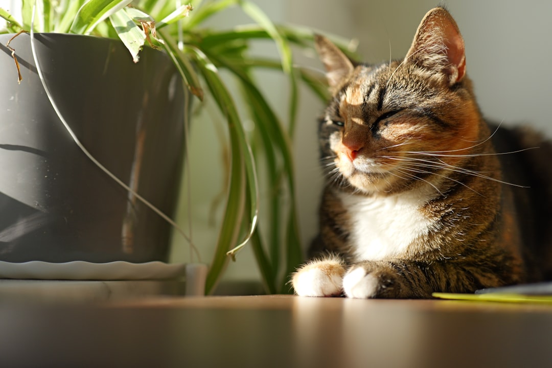 Cat grass gives a safe outlet for the urge to chew