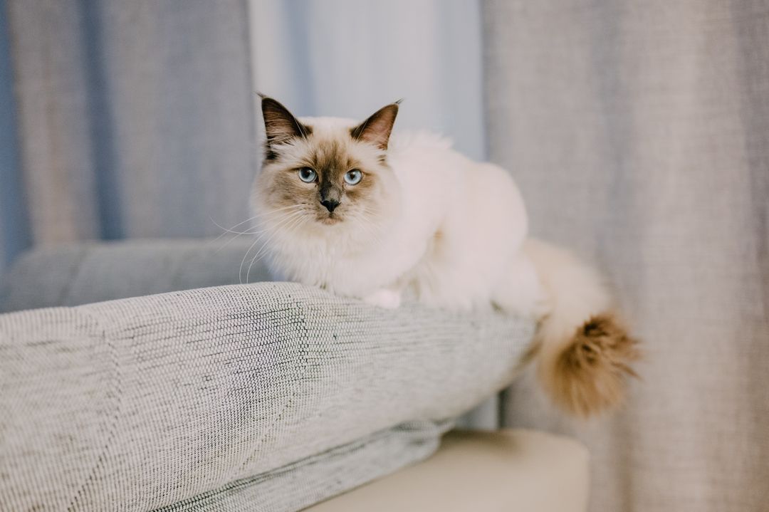 Shed cat hair accumulating on furniture