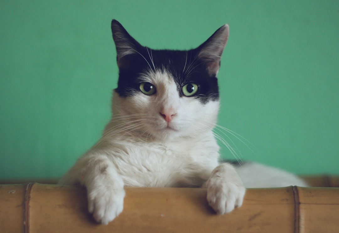A healthy cat after a lump was investigated and treated