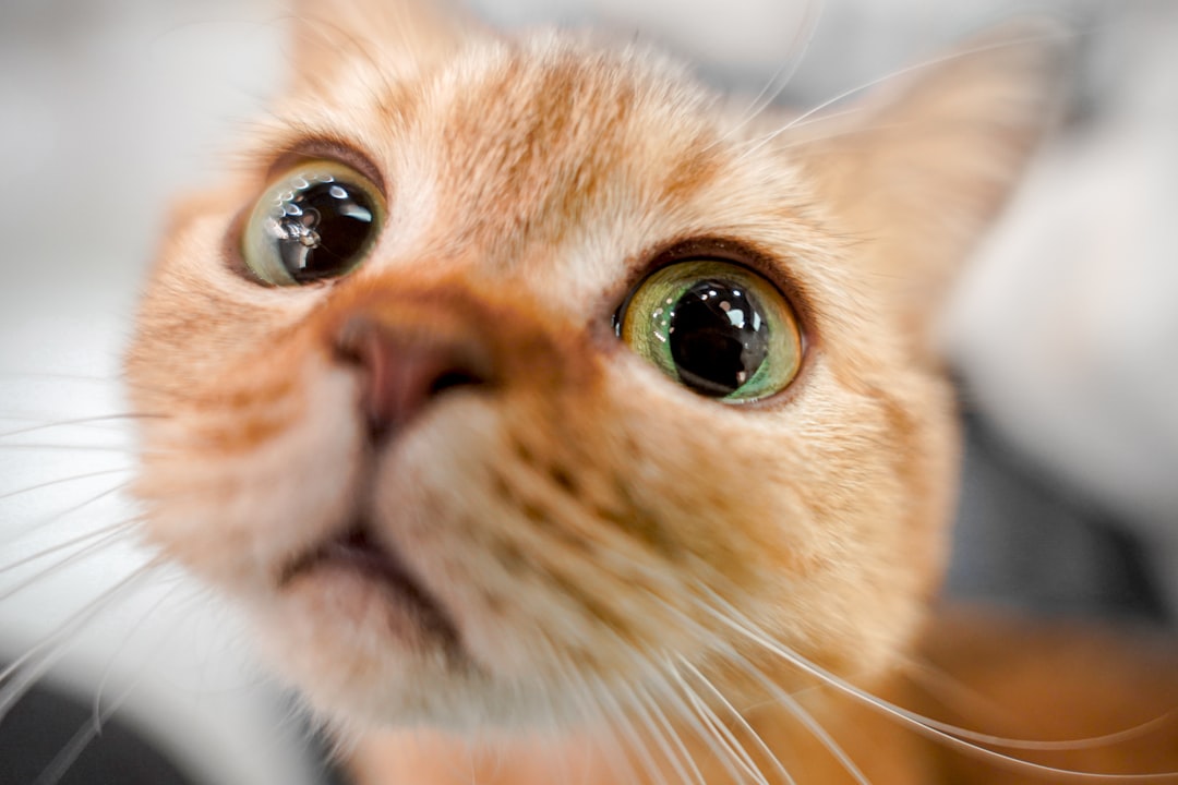 Bright, clear eyes in a recovered cat